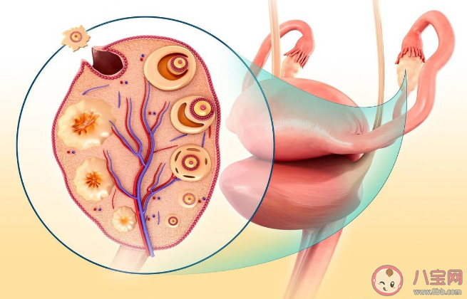 卵巢早衰可以逆轉恢復嗎 卵巢保養重在預防過早衰老