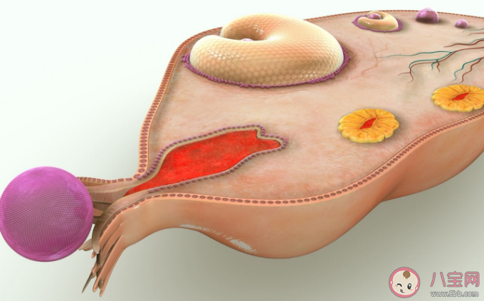 卵巢早衰可以逆轉恢復嗎 卵巢保養重在預防過早衰老