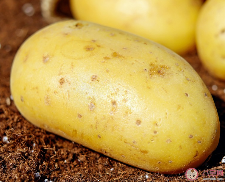 人們常吃的土豆是植物的哪部分 螞蟻莊園10月20日答案