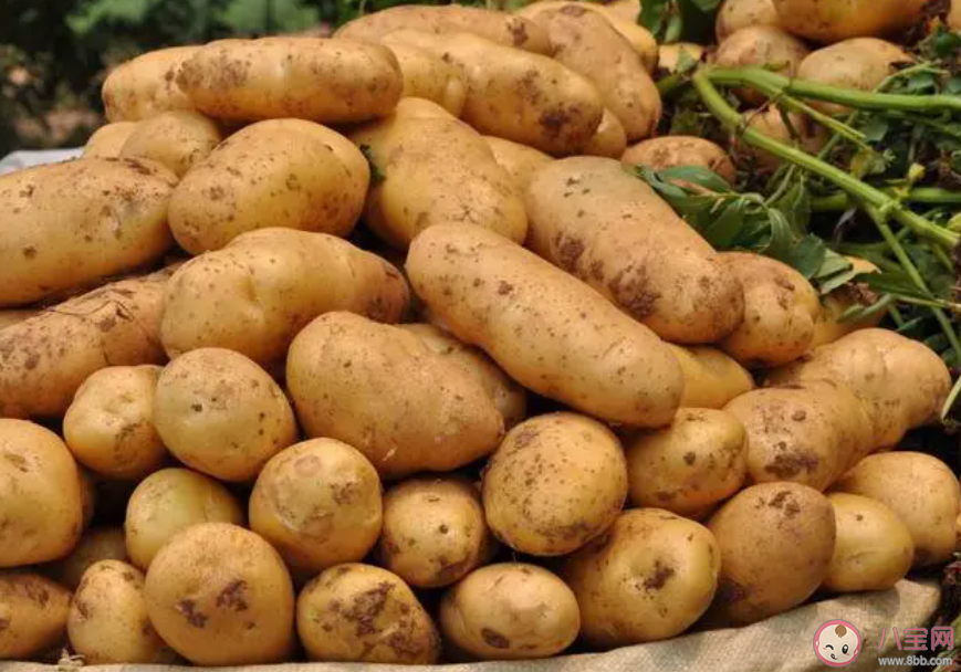 人們常吃的土豆是植物的哪部分 螞蟻莊園10月20日答案