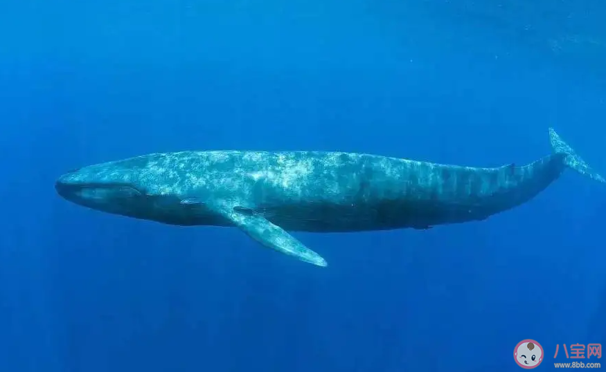 海洋中的藍鯨和陸地上的非洲象誰的重量更大 神奇海洋10月20日答案 海洋中的藍鯨和陸地上的非洲象誰的重量更大 神奇海洋10月20日答案