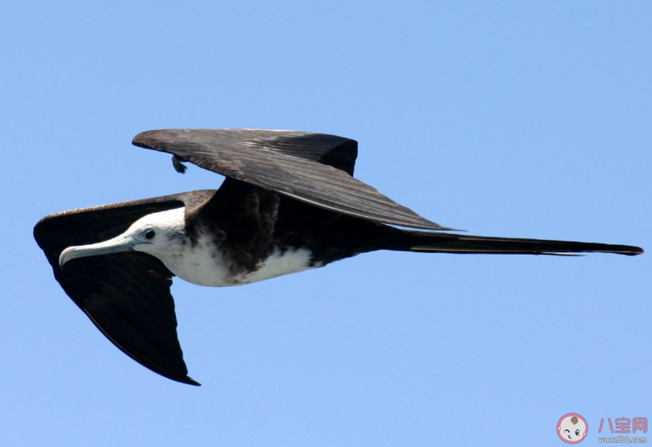 以下哪種海鳥的羽毛不能沾水主要靠搶奪食物為生 神奇海洋10月20日答案