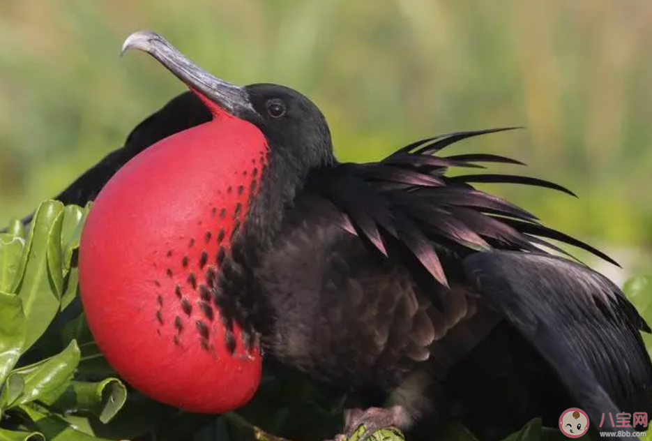以下哪種海鳥的羽毛不能沾水主要靠搶奪食物為生 神奇海洋10月20日答案