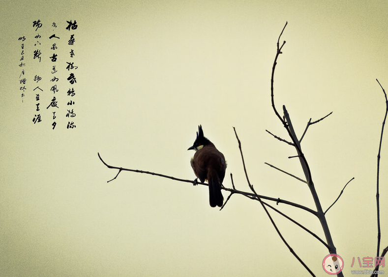 枯藤老樹昏鴉小橋流水人家描寫的是哪個季節的景物 螞蟻莊園10月21日答案最新