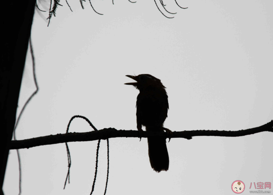 枯藤老樹昏鴉小橋流水人家描寫的是哪個季節的景物 螞蟻莊園10月21日答案最新