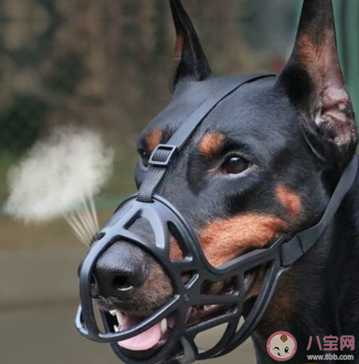 狗嘴套銷量近期倍增部分店鋪賣斷貨 遛狗要注意哪些事情