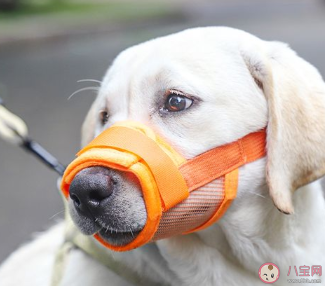 狗嘴套銷量近期倍增部分店鋪賣斷貨 遛狗要注意哪些事情