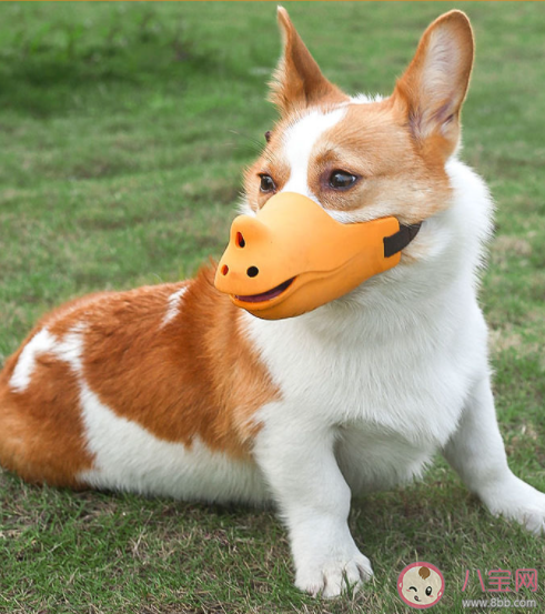 狗狗嘴套應該如何挑選 給狗狗買嘴套要注意些什么