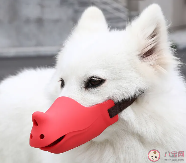 狗狗嘴套應該如何挑選 給狗狗買嘴套要注意些什么