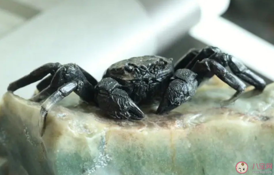 螃蟹會吃蝦嗎 螃蟹要脫殼幾次