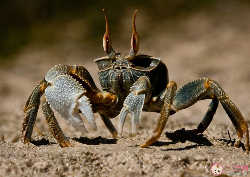 螃蟹會吃蝦嗎 螃蟹要脫殼幾次