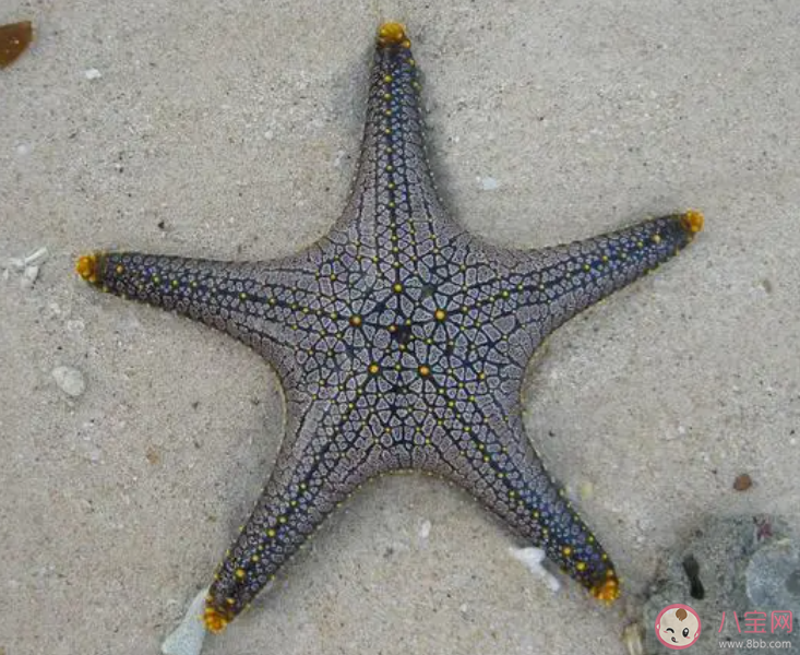 海星有嘴巴嗎 神奇海洋10月21日答案