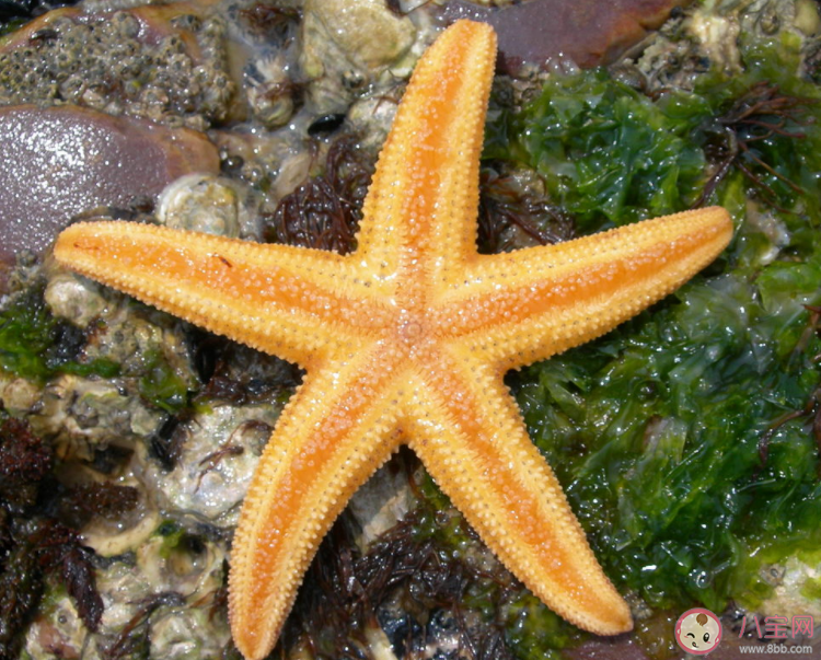 海星有嘴巴嗎 神奇海洋10月21日答案