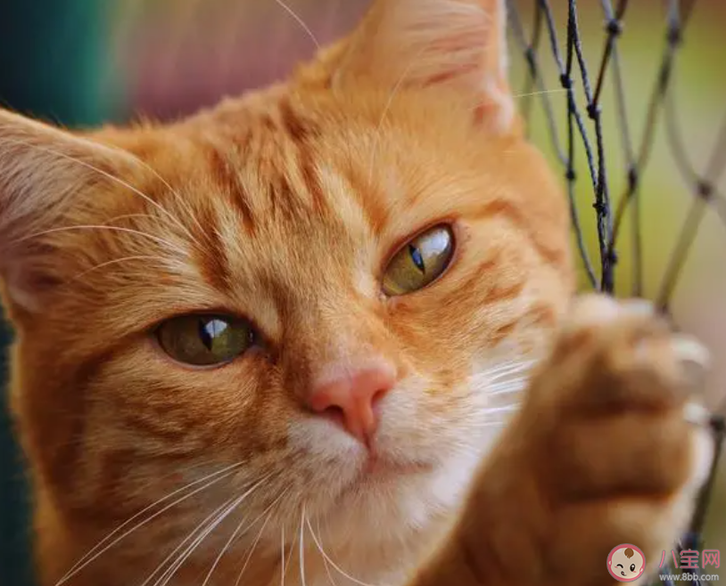 貓咪通常會厭惡以下哪種味道 螞蟻莊園10月22日答案