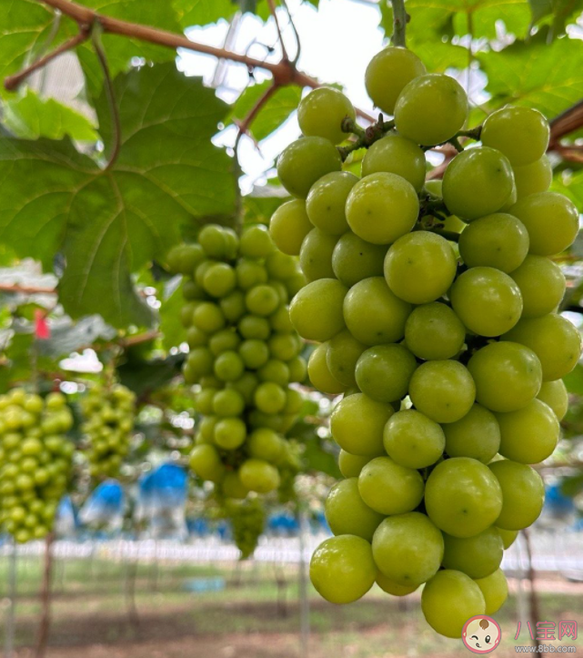 為什么陽光玫瑰變便宜也變難吃了 陽光玫瑰是如何傳入中國的