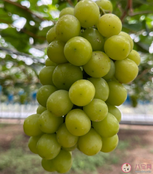 為什么陽光玫瑰變便宜也變難吃了 陽光玫瑰是如何傳入中國的