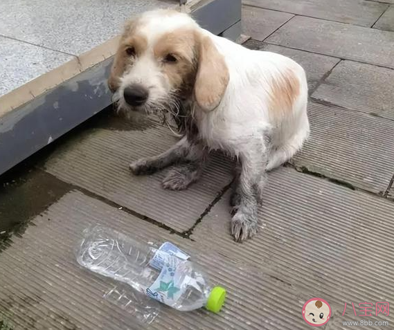 中國流浪狗數量高達4000萬只是真的嗎 被流浪狗咬傷如何追責