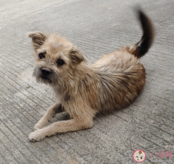 中國流浪狗數量高達4000萬只是真的嗎 被流浪狗咬傷如何追責