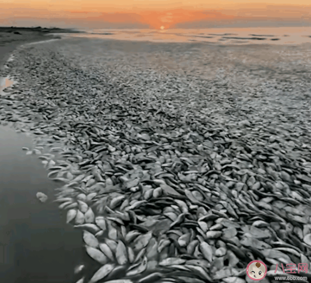 大量沙丁魚涌入日本漁港后集體死亡 沙丁魚為什么會死