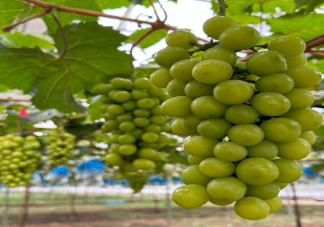 為什么陽光玫瑰變便宜也變難吃了 陽光玫瑰是如何傳入中國的