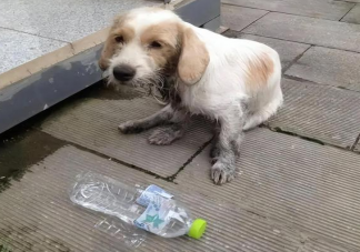 中國流浪狗數(shù)量高達4000萬只是真的嗎 被流浪狗咬傷如何追責(zé)
