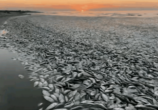 大量沙丁魚涌入日本漁港后集體死亡 沙丁魚為什么會死