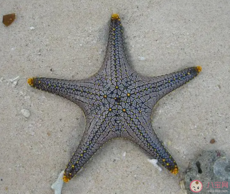 你知道嗎海星有眼睛長(zhǎng)在哪 神奇海洋10月23日答案