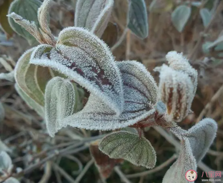 詩句風卷青云盡空天萬里霜形容的是哪個節氣 螞蟻莊園10月23日答案