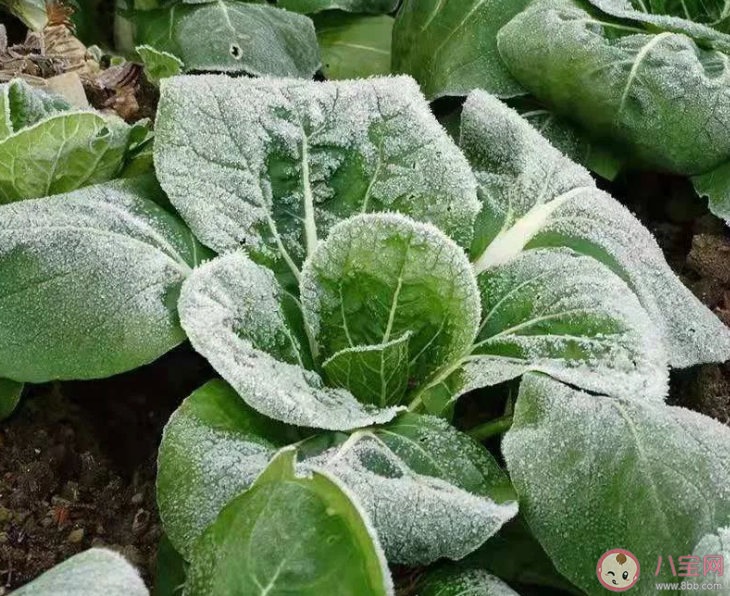 俗話說霜打的青菜分外甜猜猜是為什么 螞蟻莊園10月23日答案
