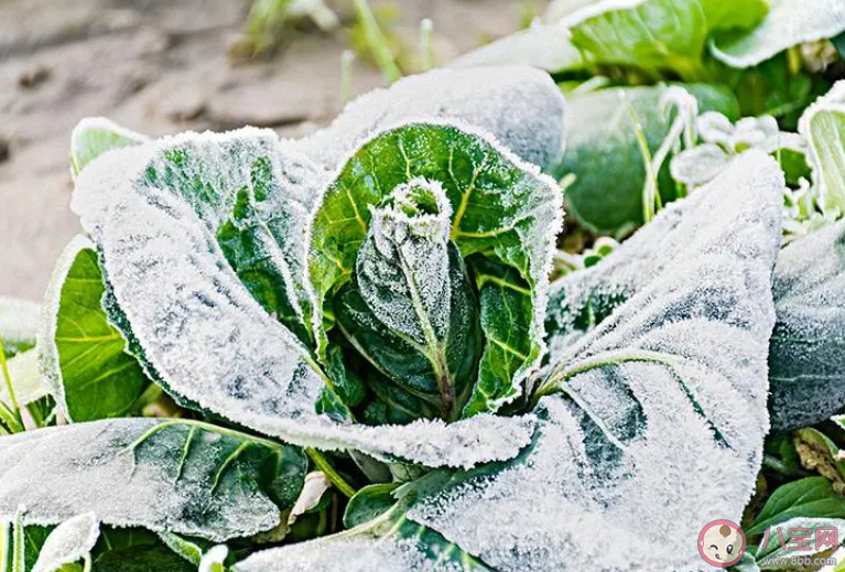 俗話說霜打的青菜分外甜猜猜是為什么 螞蟻莊園10月23日答案