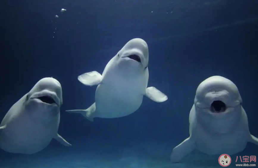 白鯨是群居性的海洋動物嗎 神奇海洋10月24日答案