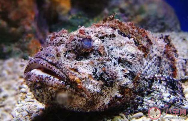 以下哪種海洋魚類會偽裝成石頭捕獵 神奇海洋10月25日答案