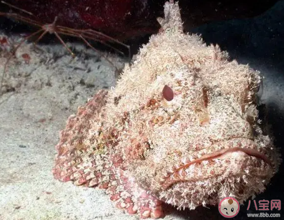 以下哪種海洋魚類會偽裝成石頭捕獵 神奇海洋10月25日答案