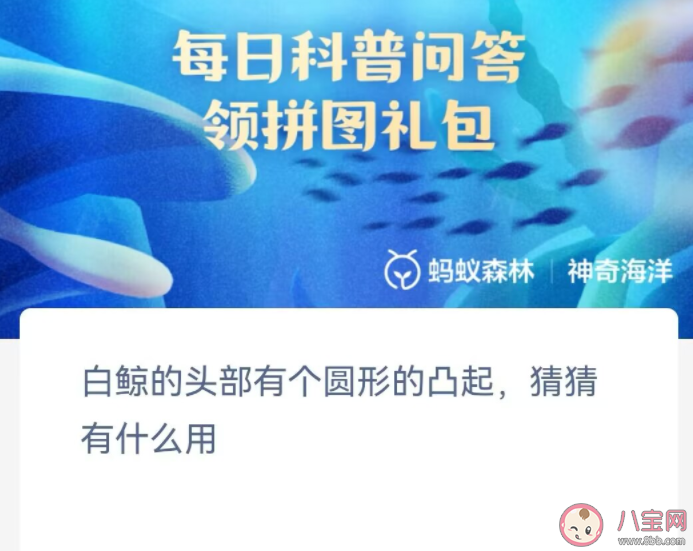 白鯨的頭部有個(gè)圓形的凸起猜猜有什么用 神奇海洋10月26日答案