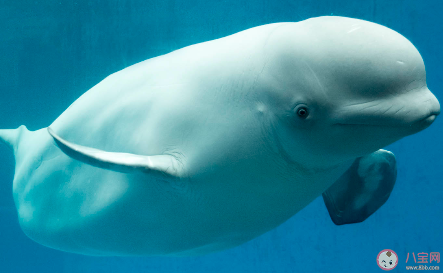 白鯨的頭部有個(gè)圓形的凸起猜猜有什么用 神奇海洋10月26日答案