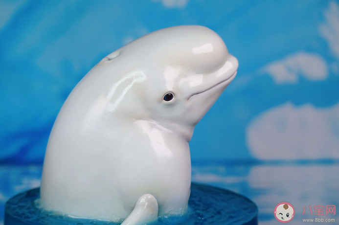 白鯨的頭部有個(gè)圓形的凸起猜猜有什么用 神奇海洋10月26日答案