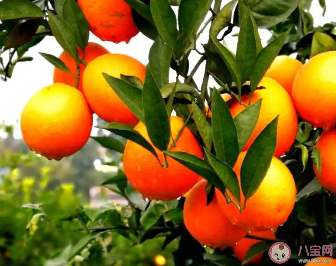 以下哪句詩描寫的是秋末冬初的美景 螞蟻莊園10月27日答案