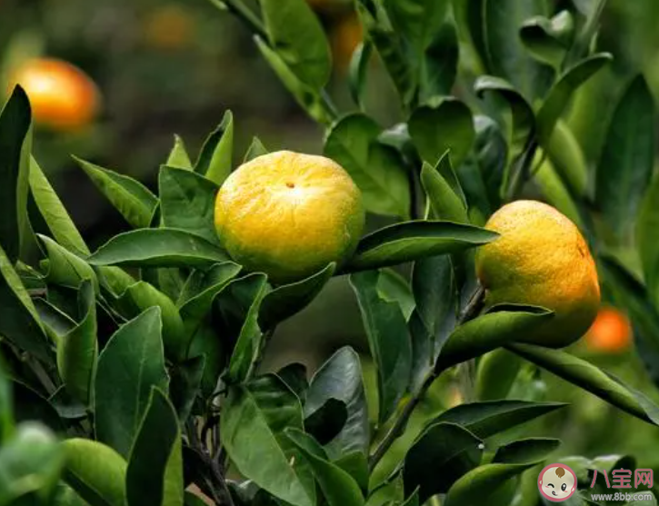 以下哪句詩描寫的是秋末冬初的美景 螞蟻莊園10月27日答案