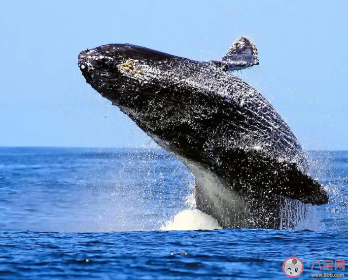 以下哪種海洋動物在成長過程中會蛻皮 神奇海洋10月27日答案