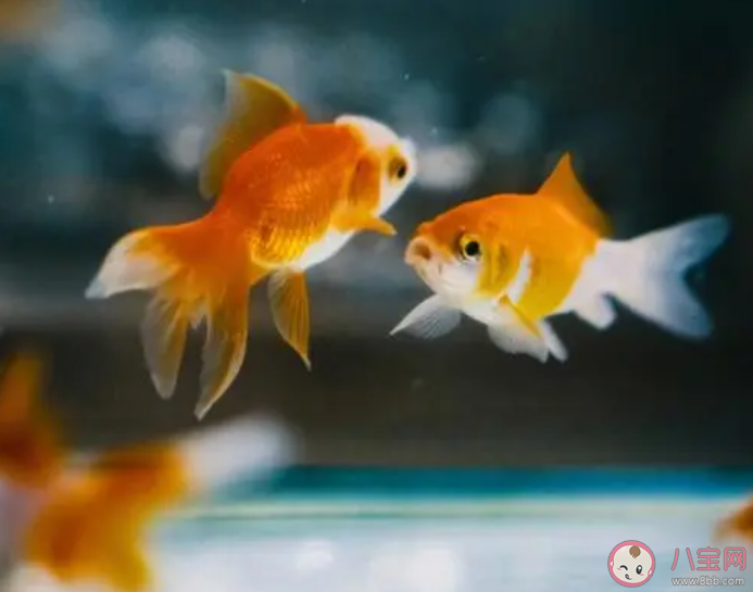 有人說金魚喂食時不能喂太多會撐死這是真的嗎 螞蟻莊園10月28日答案