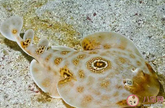 海洋中的電鰩魚在放電時會電傷自己嗎 神奇海洋10月30日答案