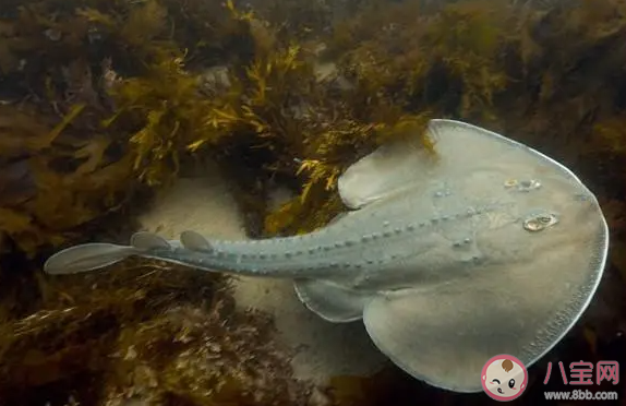海洋中的電鰩魚在放電時會電傷自己嗎 神奇海洋10月30日答案
