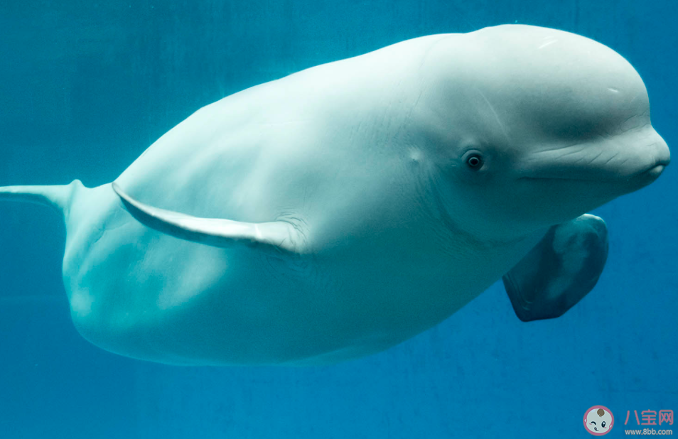 白鯨從出生開始就是白色的嗎 神奇海洋10月31日答案