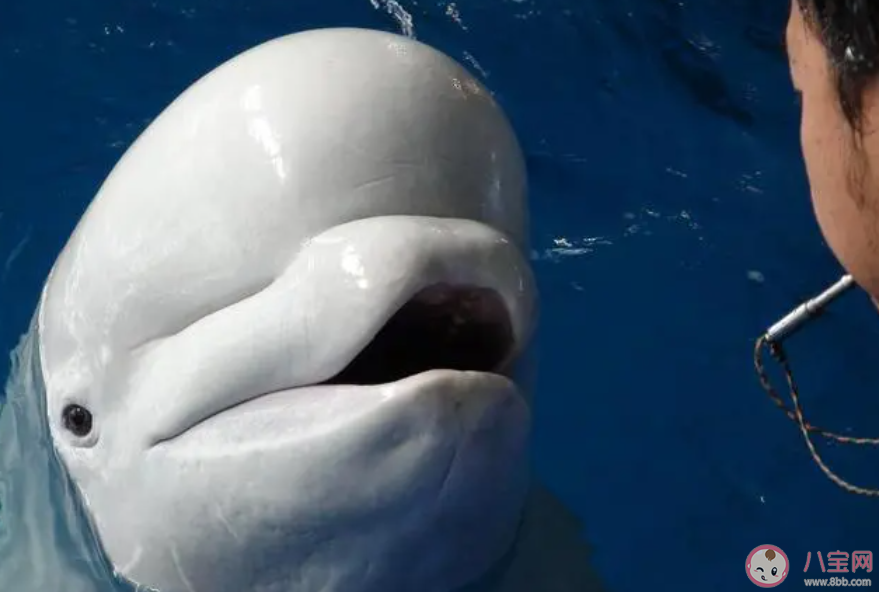 白鯨從出生開始就是白色的嗎 神奇海洋10月31日答案