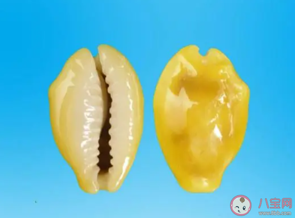 以下哪種海貝在古代曾被廣泛用作錢幣 神奇海洋11月1日答案