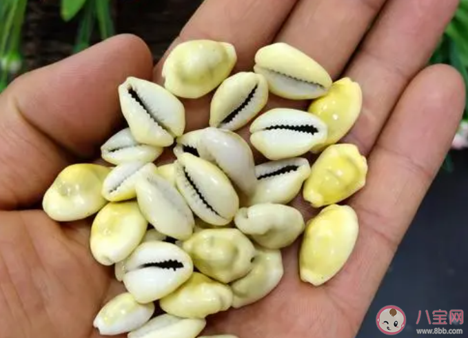 以下哪種海貝在古代曾被廣泛用作錢幣 神奇海洋11月1日答案