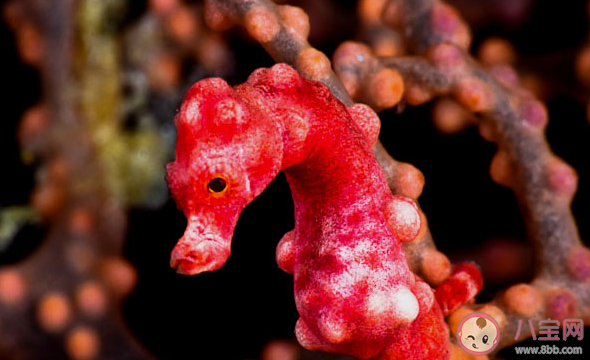 以下哪種海馬是海馬家族中的小不點(diǎn) 神奇海洋11月2日答案