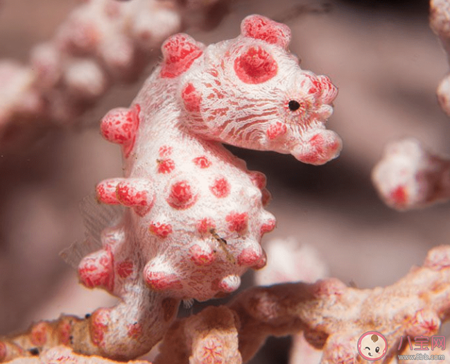 以下哪種海馬是海馬家族中的小不點(diǎn) 神奇海洋11月2日答案