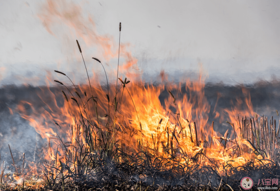 秸稈焚燒引發東北空氣重污染 秸稈焚燒會帶來什么影響