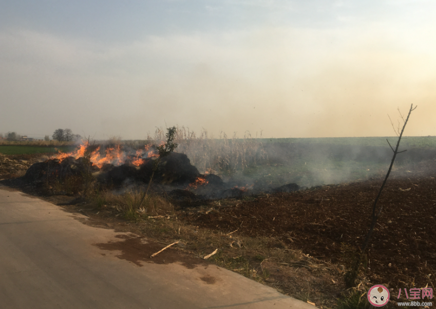 秸稈焚燒引發東北空氣重污染 秸稈焚燒會帶來什么影響
